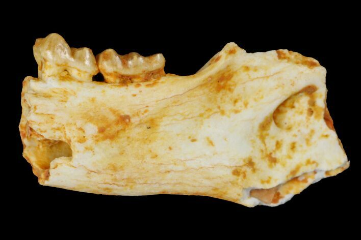 Eocene Primate (Necrolemur) Jaw Section - Quercy, France #179977